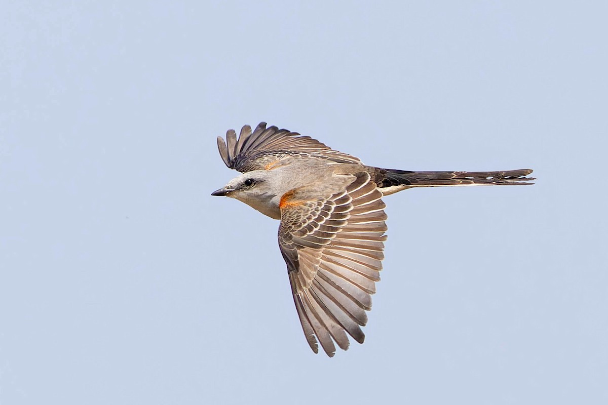 Scissor-tailed Flycatcher - ML627667238