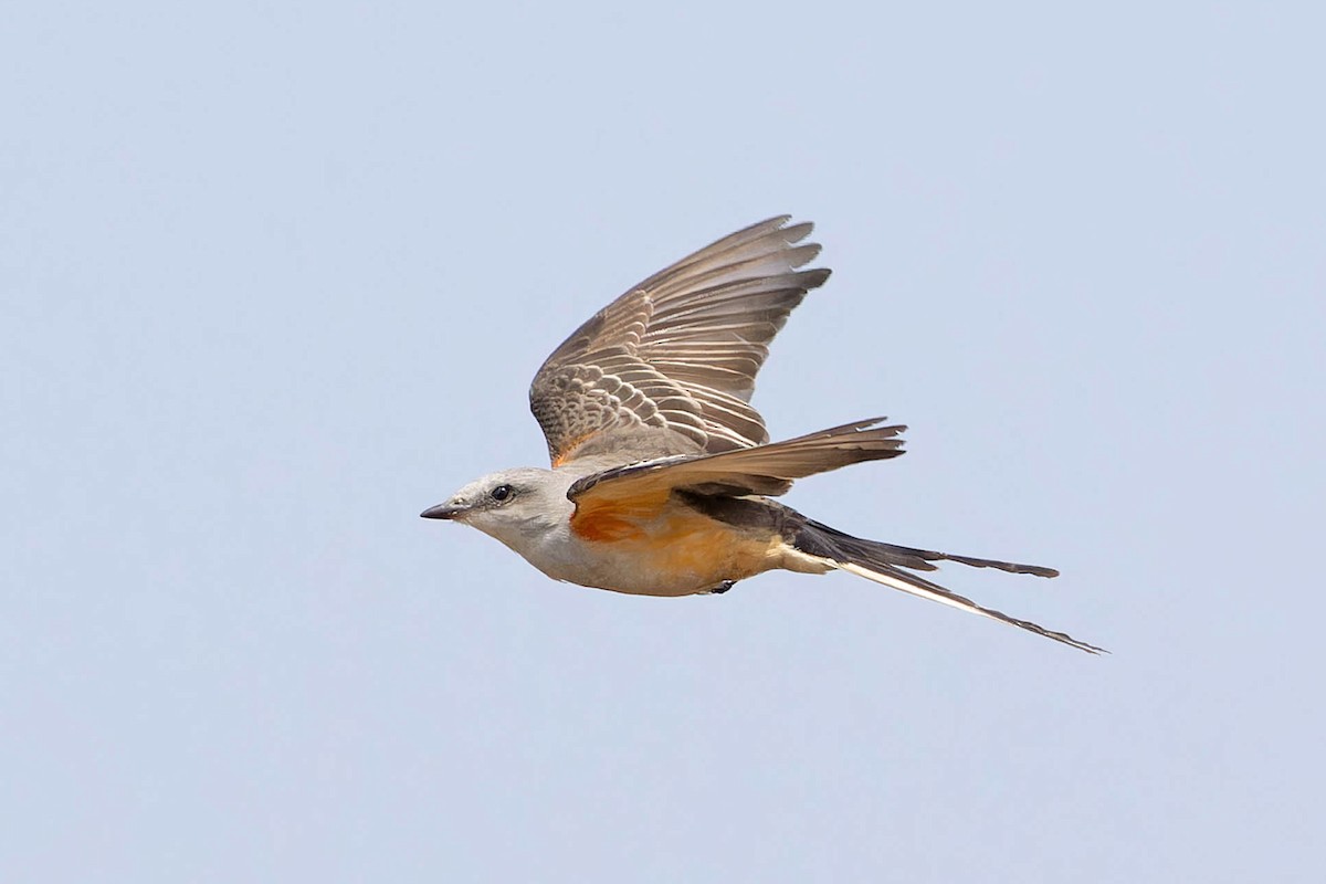 Scissor-tailed Flycatcher - ML627667246