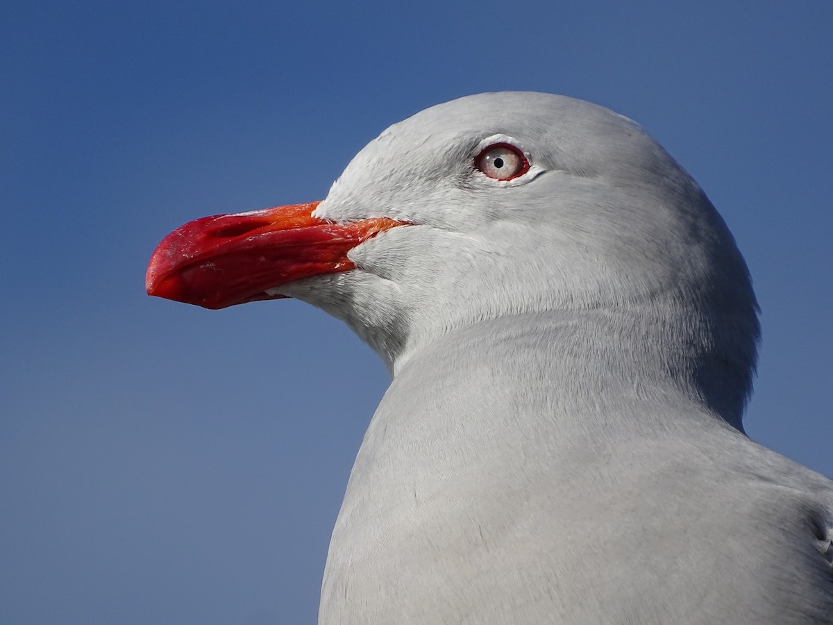 Dolphin Gull - ML627667270