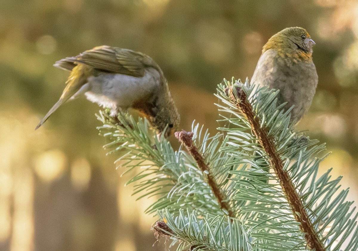 Crimson-browed Finch - ML627667324