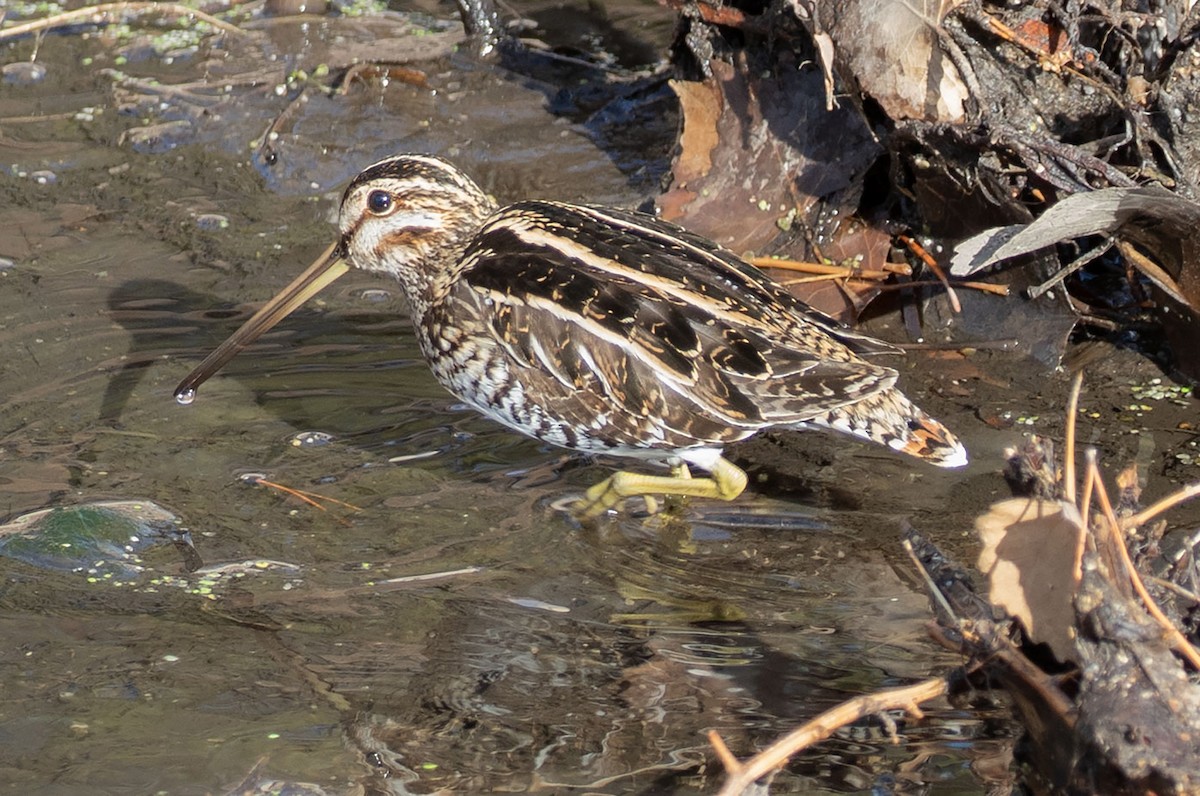 Wilson's Snipe - ML627667510