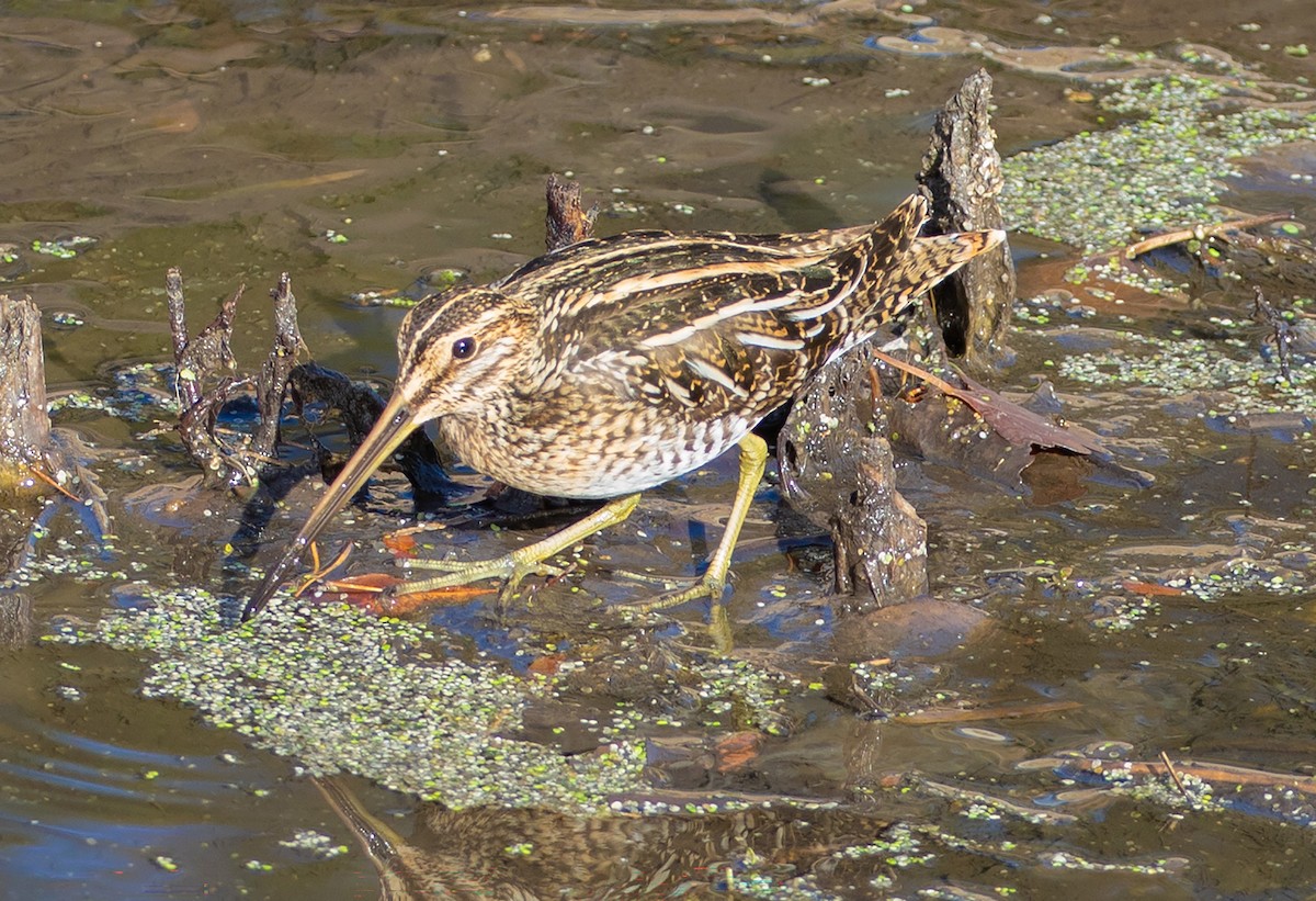 Wilson's Snipe - ML627667511