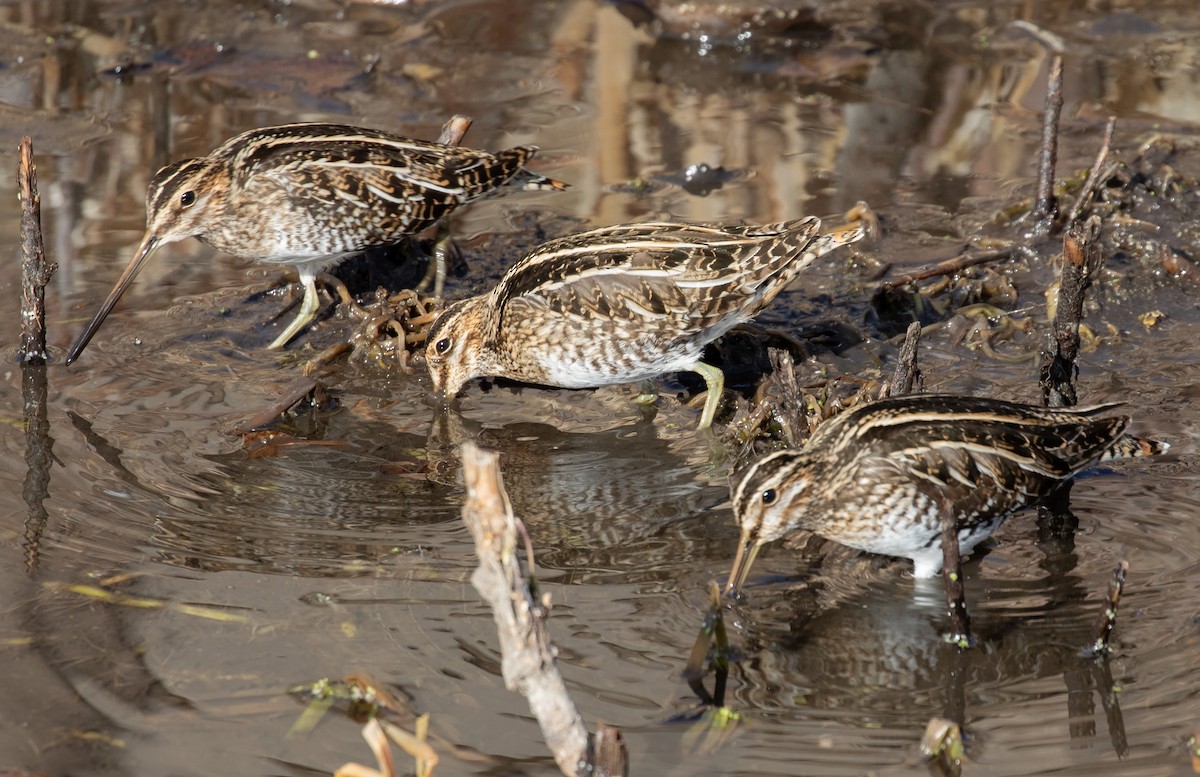 Wilson's Snipe - ML627667512