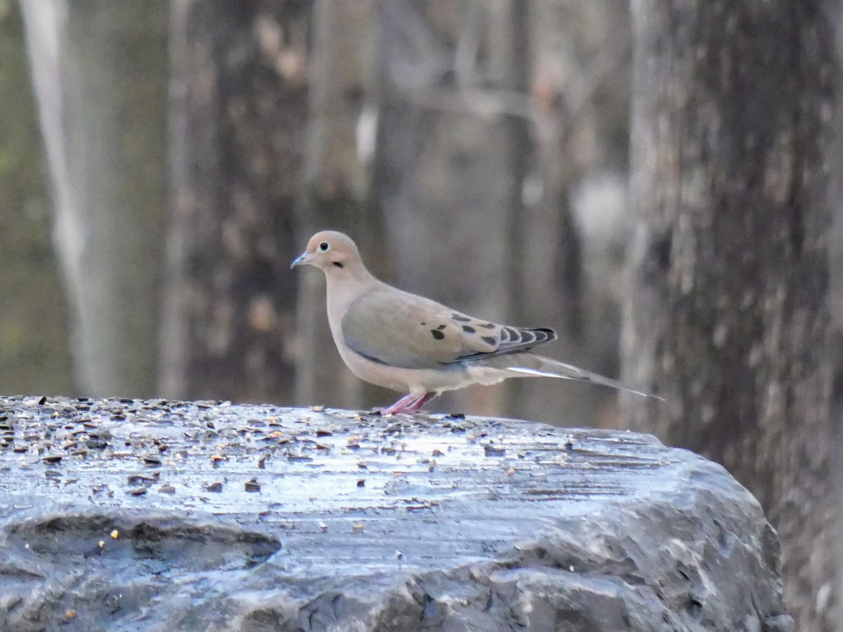 Mourning Dove - ML627667531