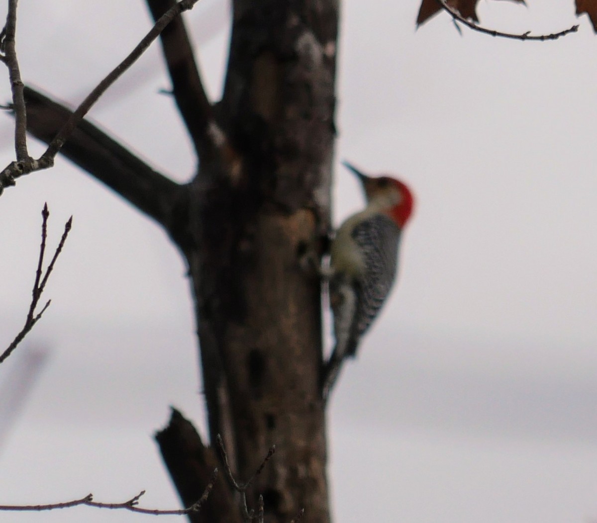 Red-bellied Woodpecker - ML627667547