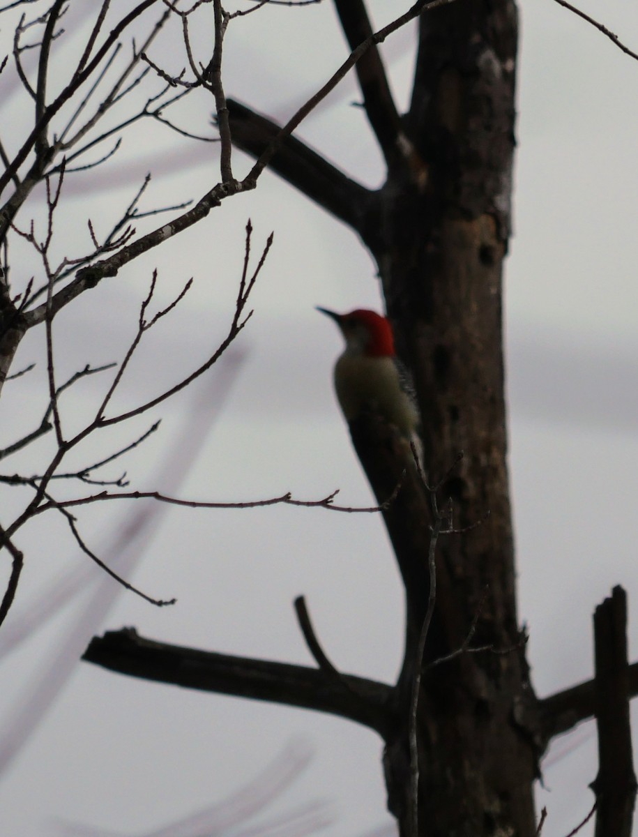 Red-bellied Woodpecker - ML627667548