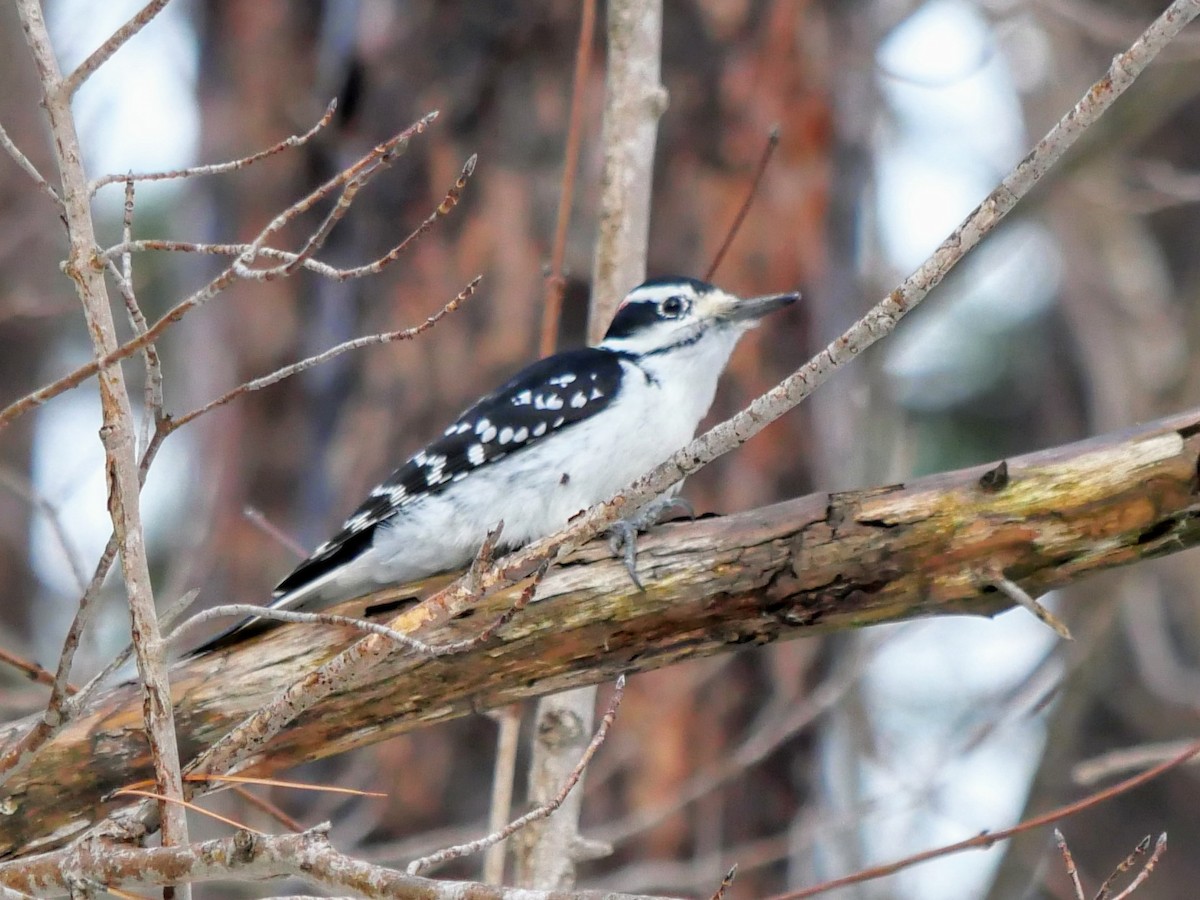 Hairy Woodpecker - ML627667556