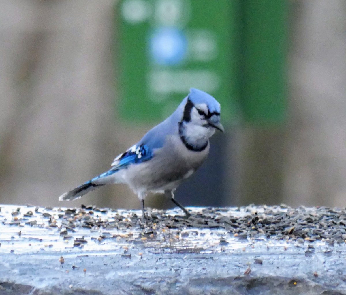 Blue Jay - ML627667559