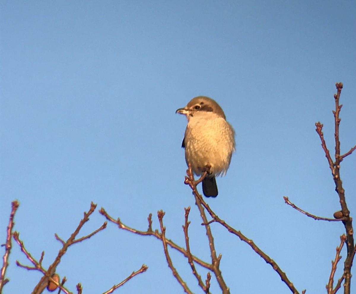 Northern Shrike - ML627667561