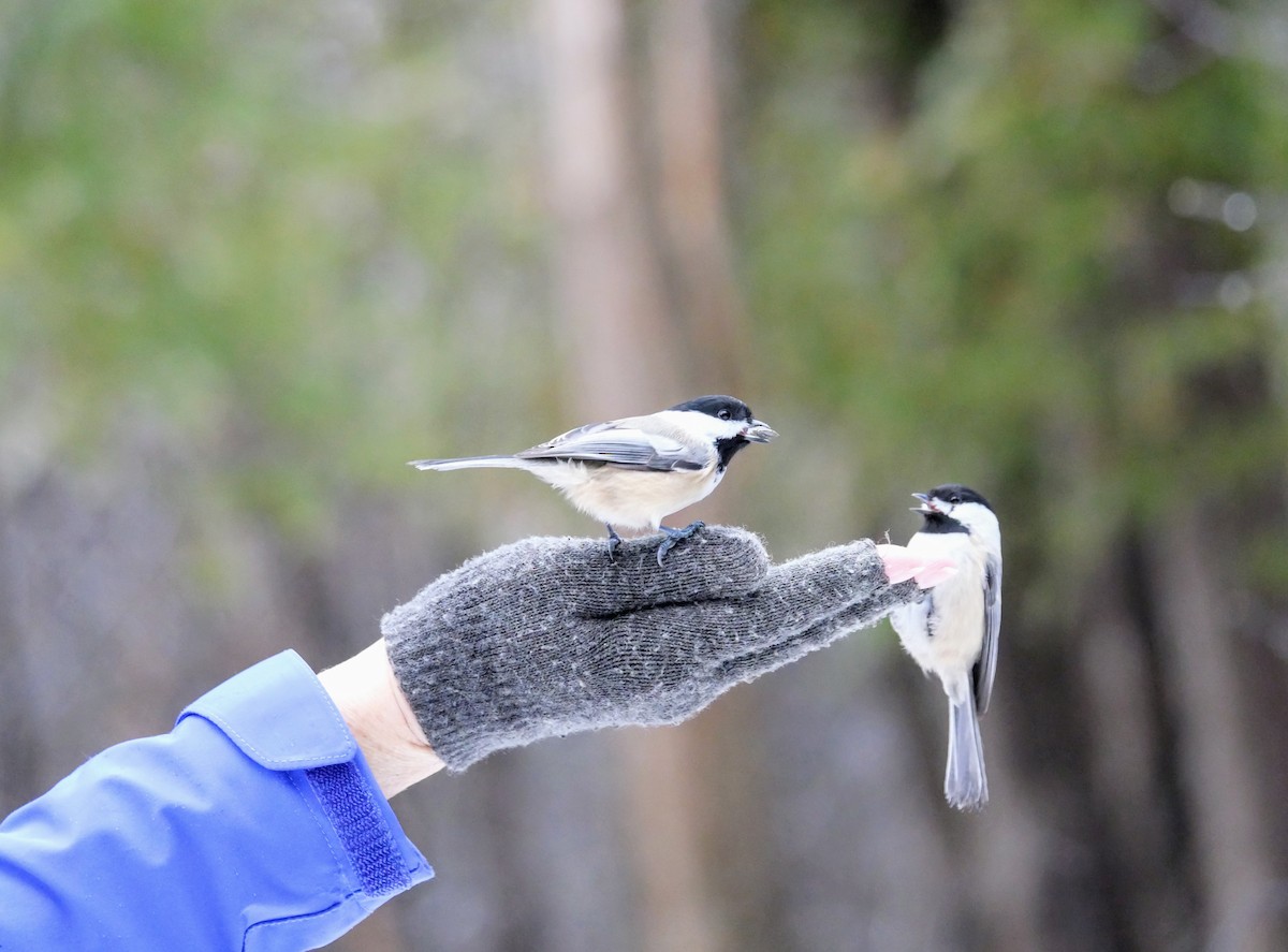 Black-capped Chickadee - ML627667562