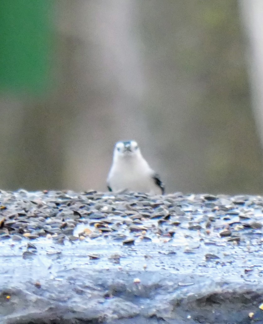 White-breasted Nuthatch - ML627667571