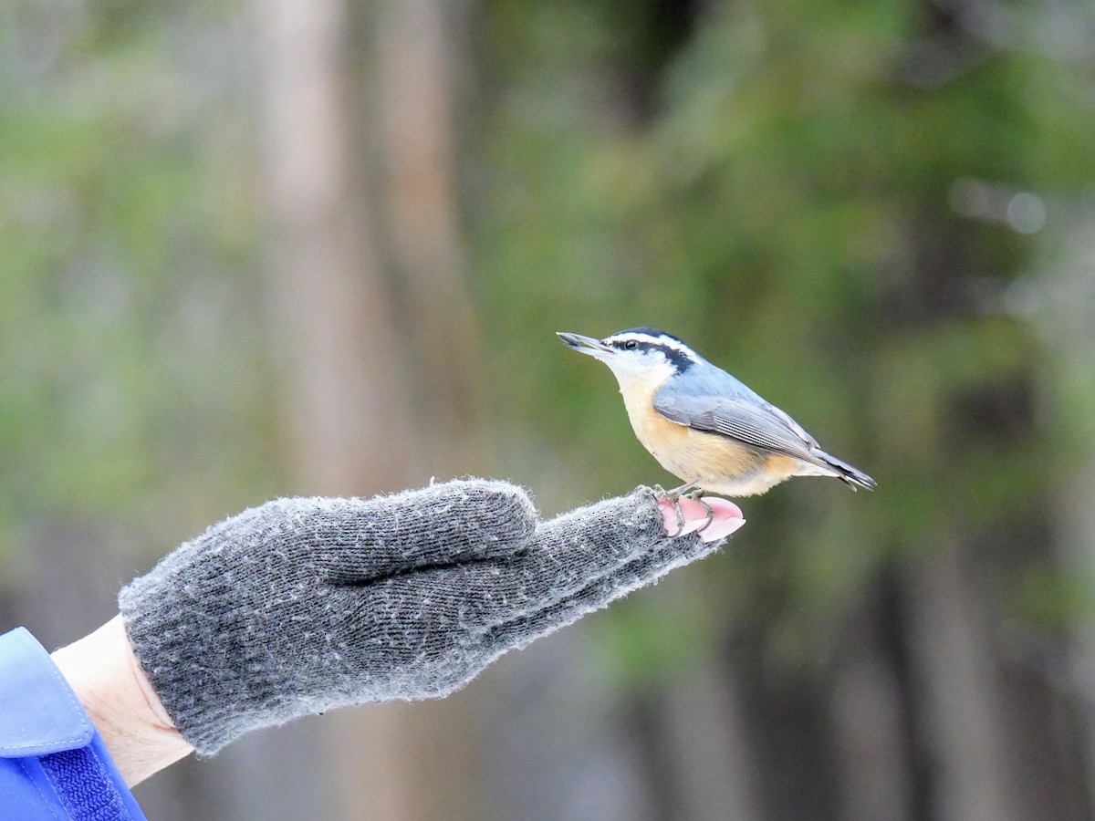 Red-breasted Nuthatch - ML627667580