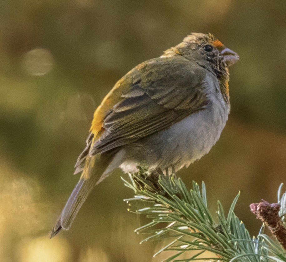 Crimson-browed Finch - ML627667628