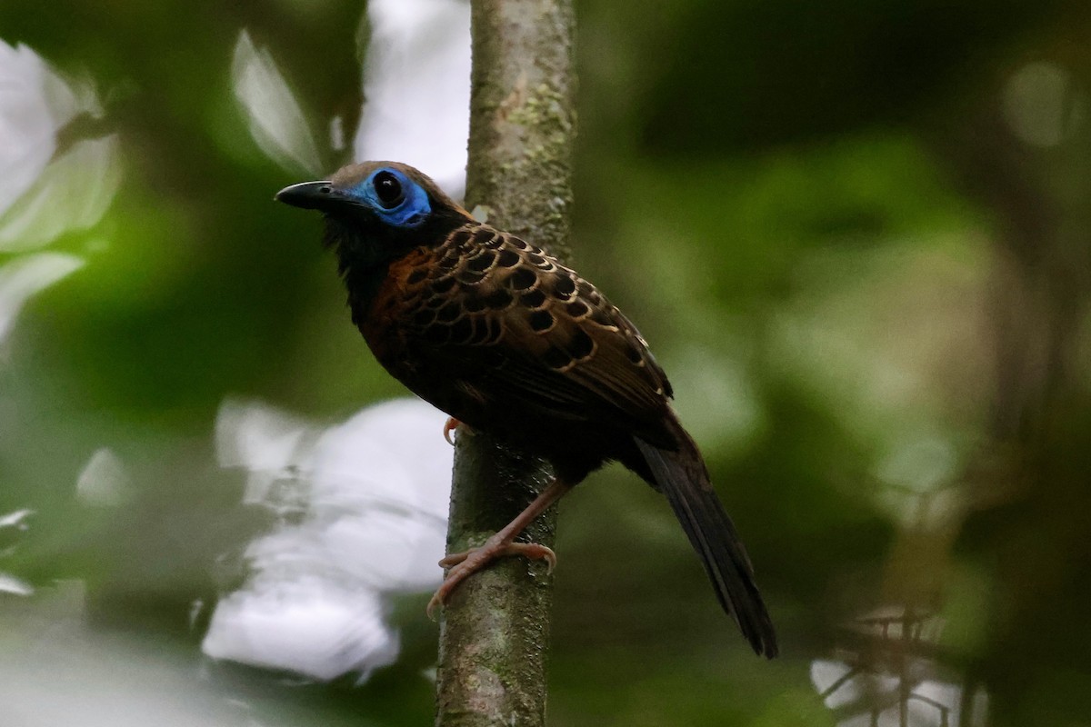 Ocellated Antbird - ML627667710