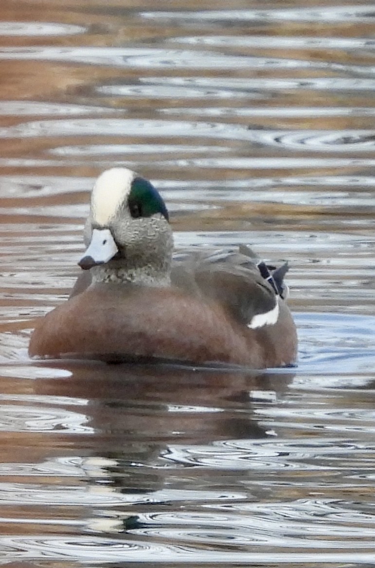 American Wigeon - ML627667738