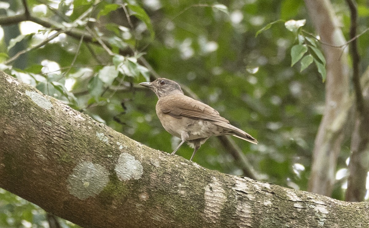 Pale-breasted Thrush - ML627667749