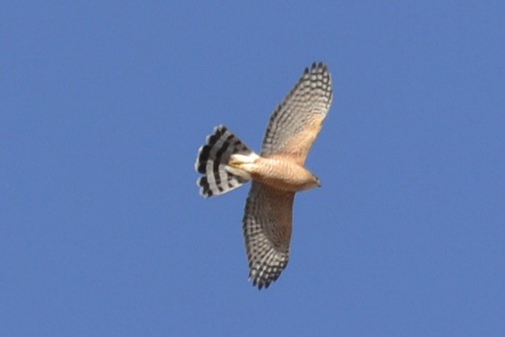 Cooper's Hawk - ML627667802