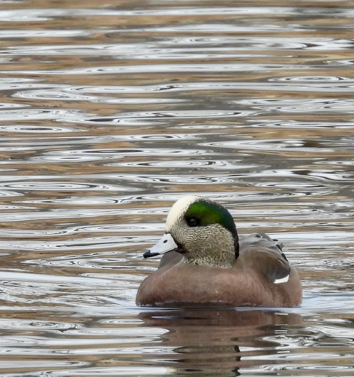 American Wigeon - ML627667806