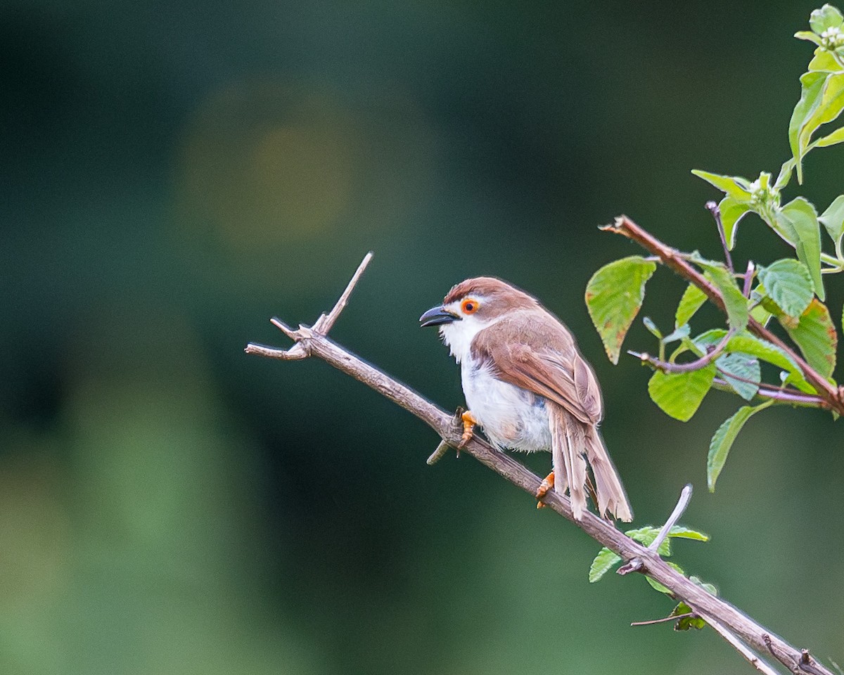 Yellow-eyed Babbler - ML627667823