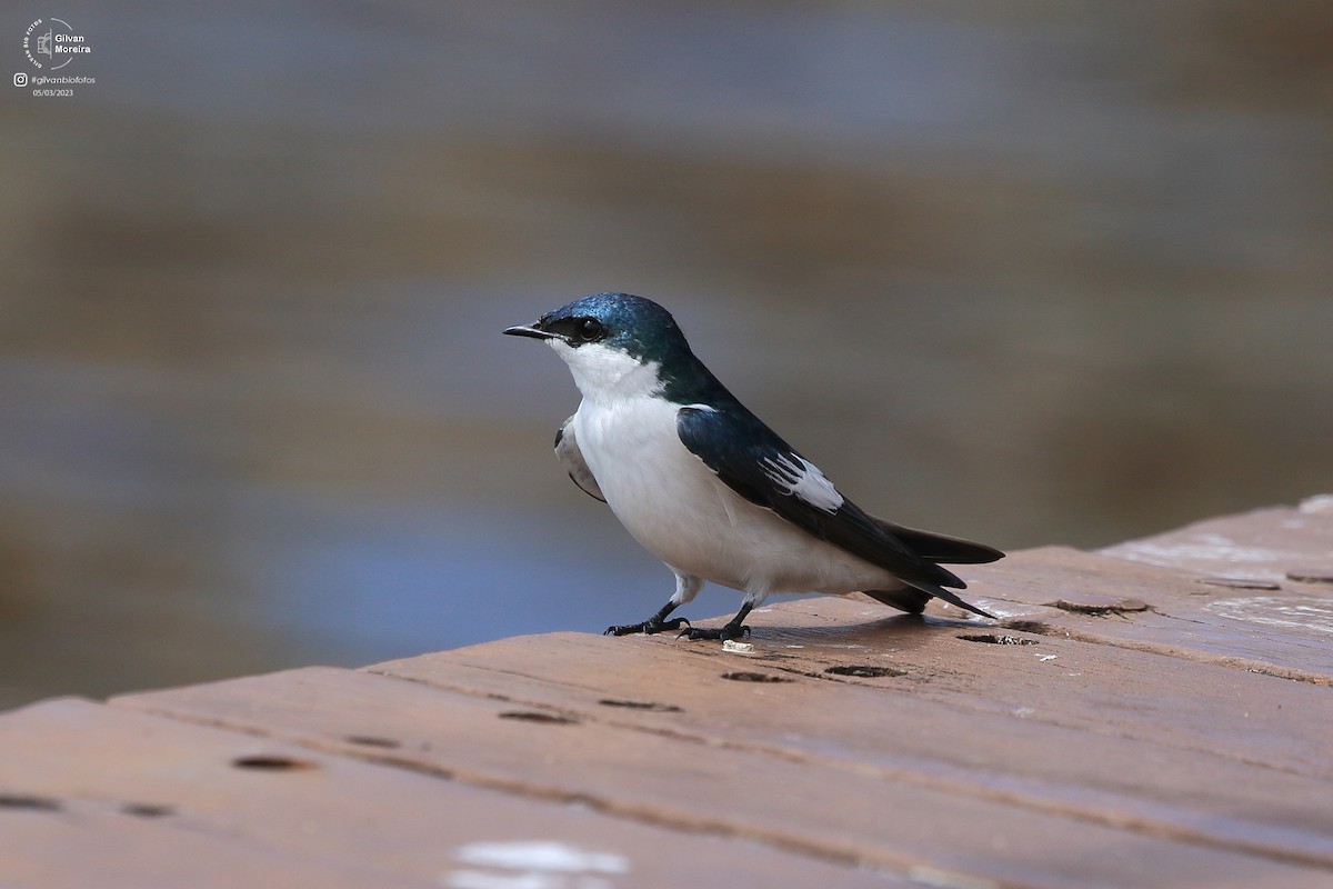 vlaštovka bělobřichá - ML627667972