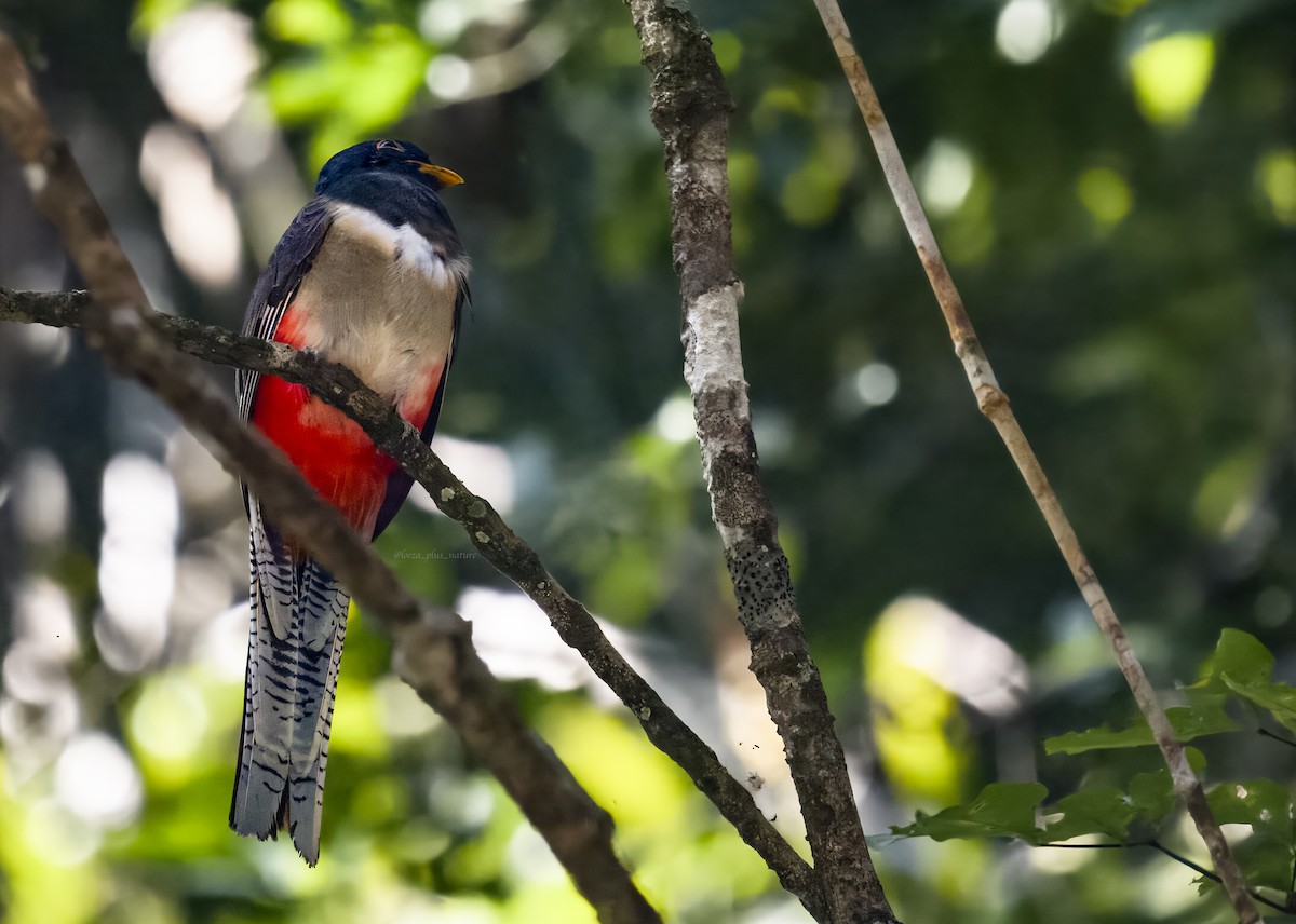 fagertrogon - ML627668075