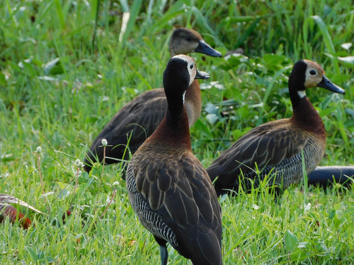 White-faced Whistling-Duck - ML627668158