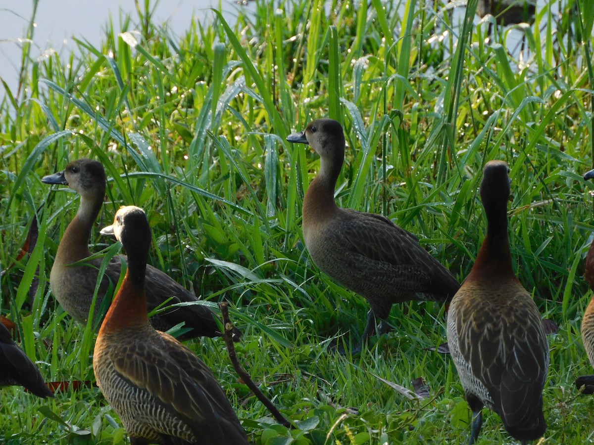 White-faced Whistling-Duck - ML627668160