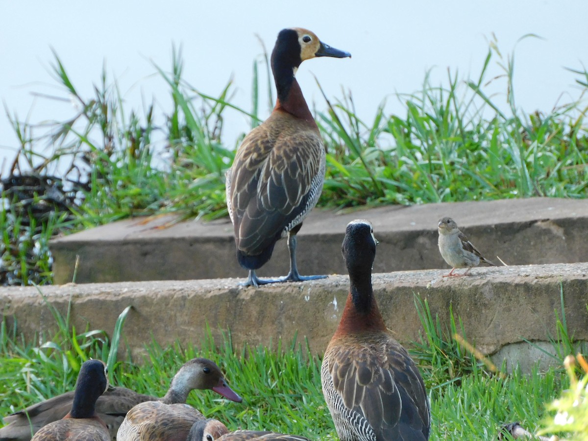White-faced Whistling-Duck - ML627668161
