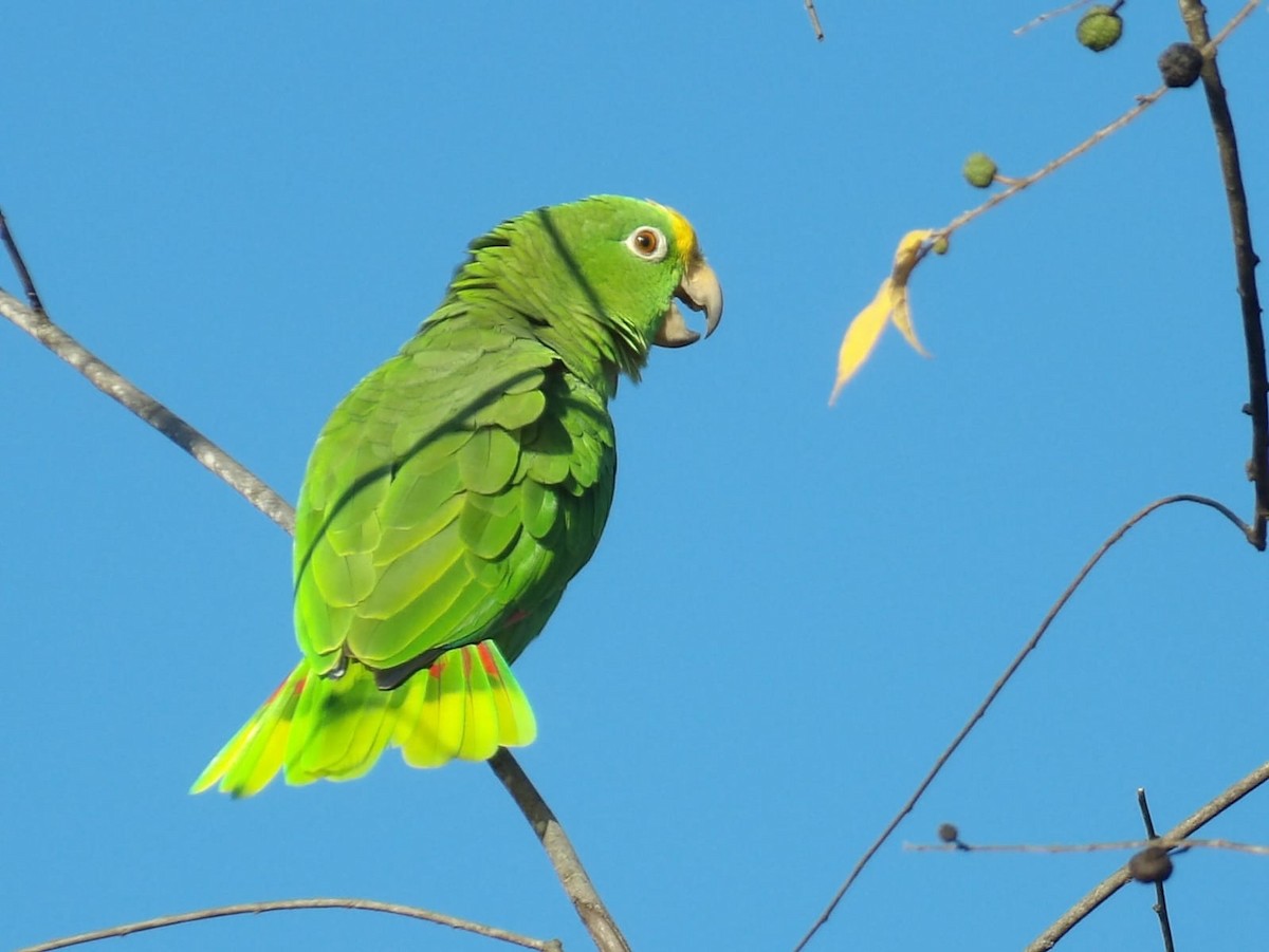 Yellow-crowned Amazon - ML627668208