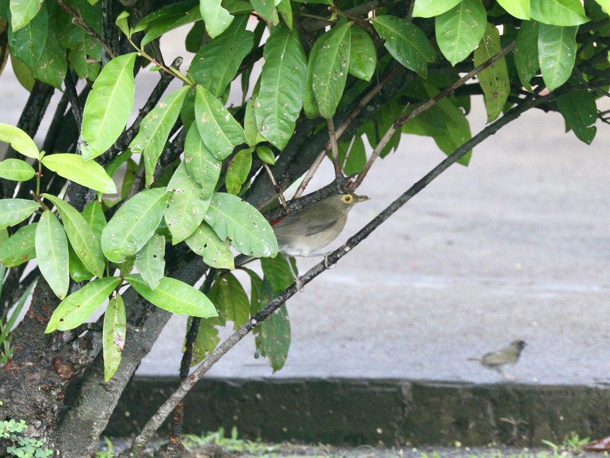 Spectacled Thrush - ML627668315