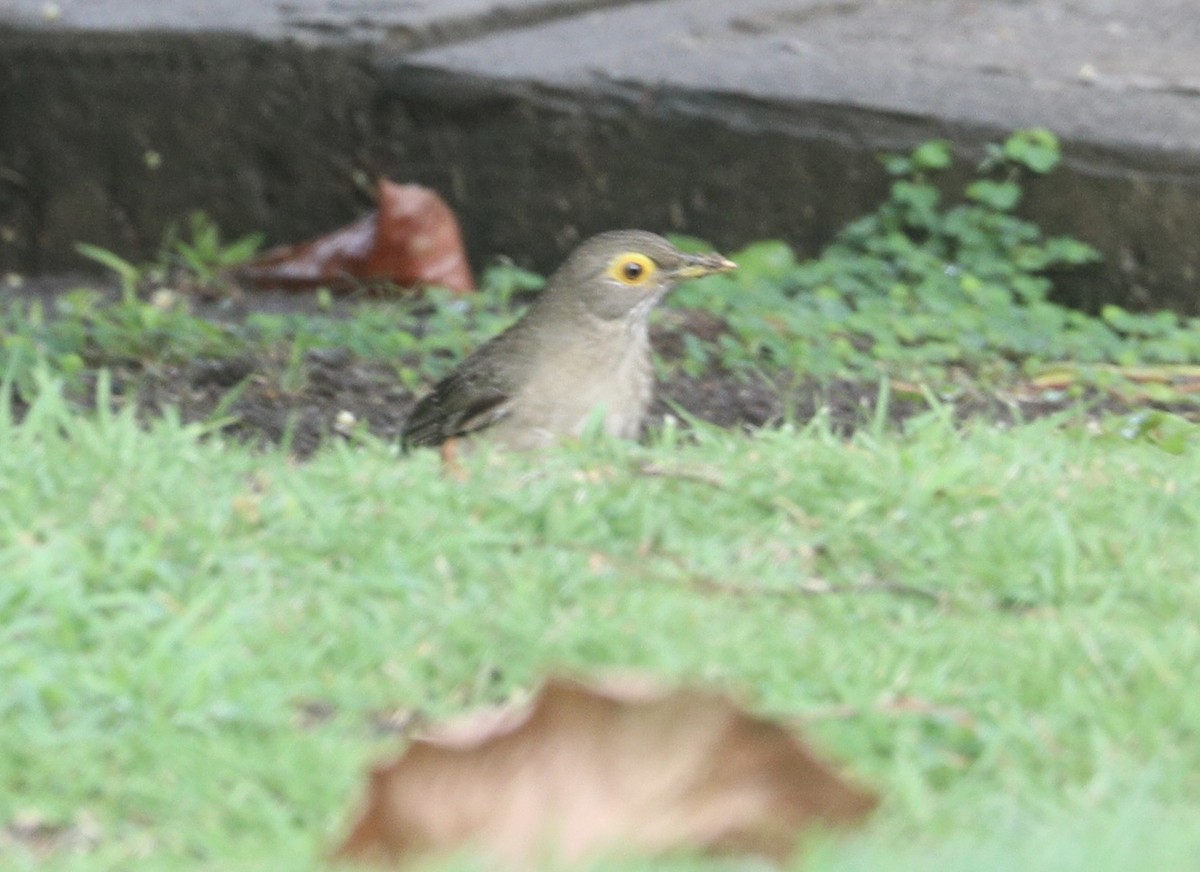 Spectacled Thrush - ML627668386