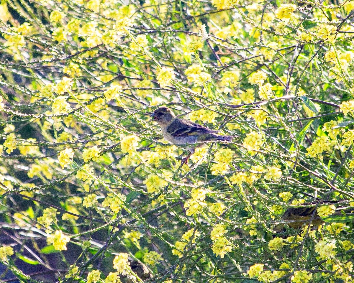 Black-chinned Siskin - ML627668398