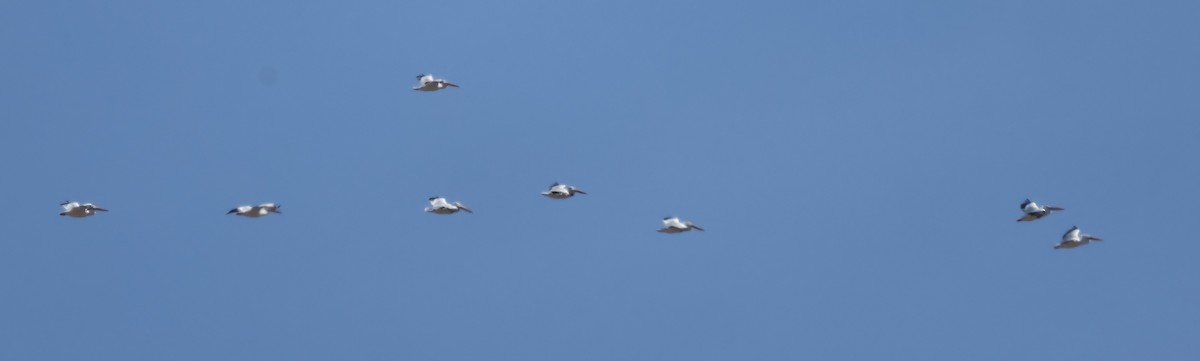 American White Pelican - ML627668614