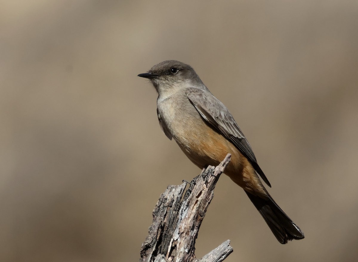 Say's Phoebe - ML627668619