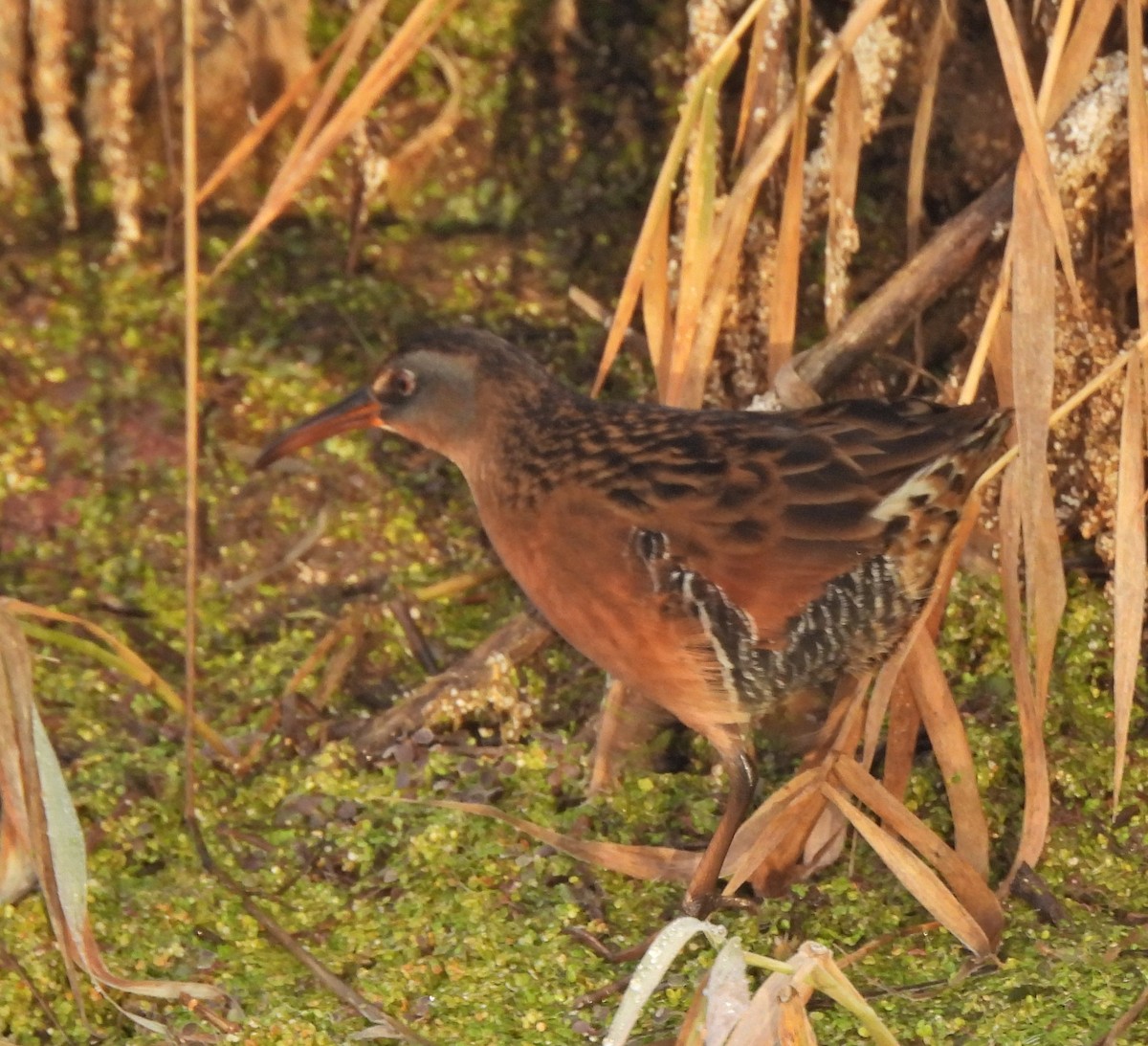 Virginia Rail - ML627668928