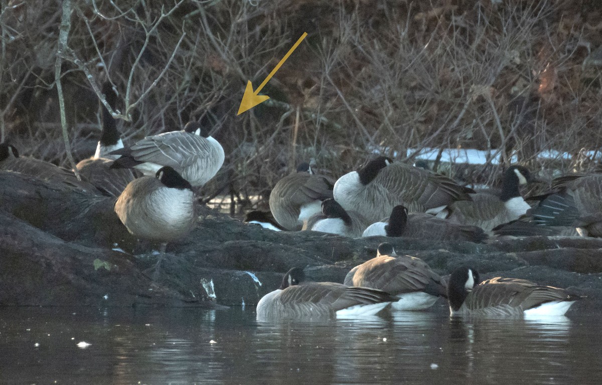Cackling Goose (Richardson's) - ML627668955