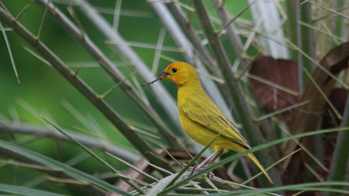 ml627668975-saffron-finch-saffron-macaulay-library