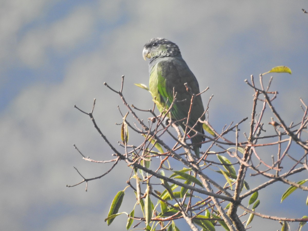 Pione de Maximilien - ML627668979