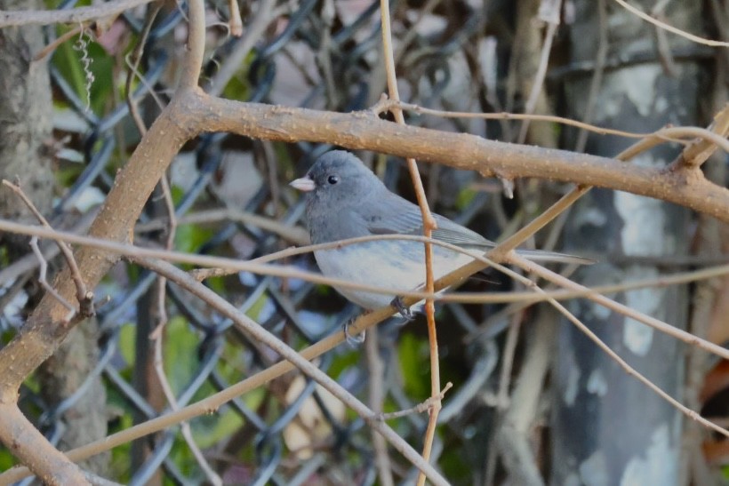 Dark-eyed Junco - ML627669183