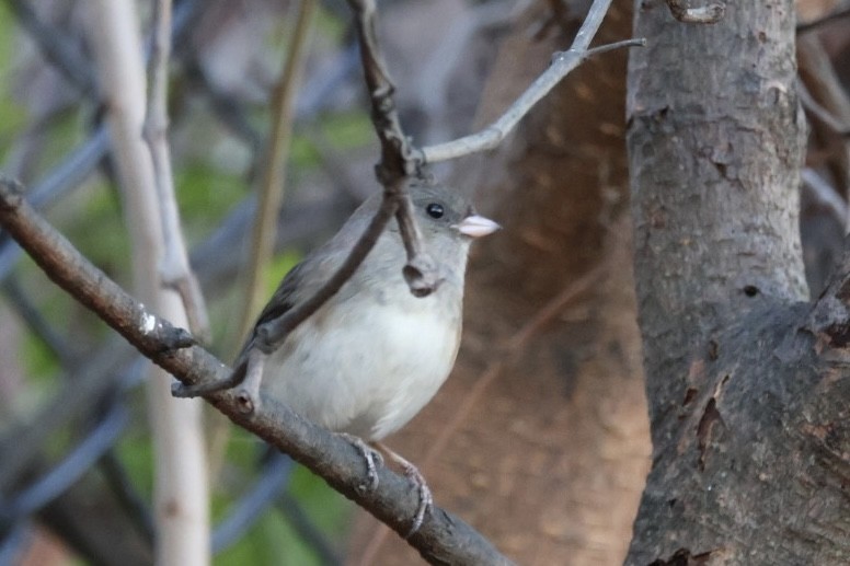 Dark-eyed Junco - ML627669184