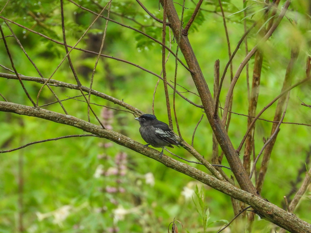 White-winged Becard - ML627669225