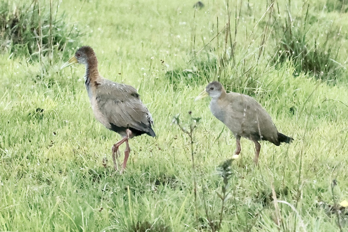 Giant Wood-Rail - ML627669235