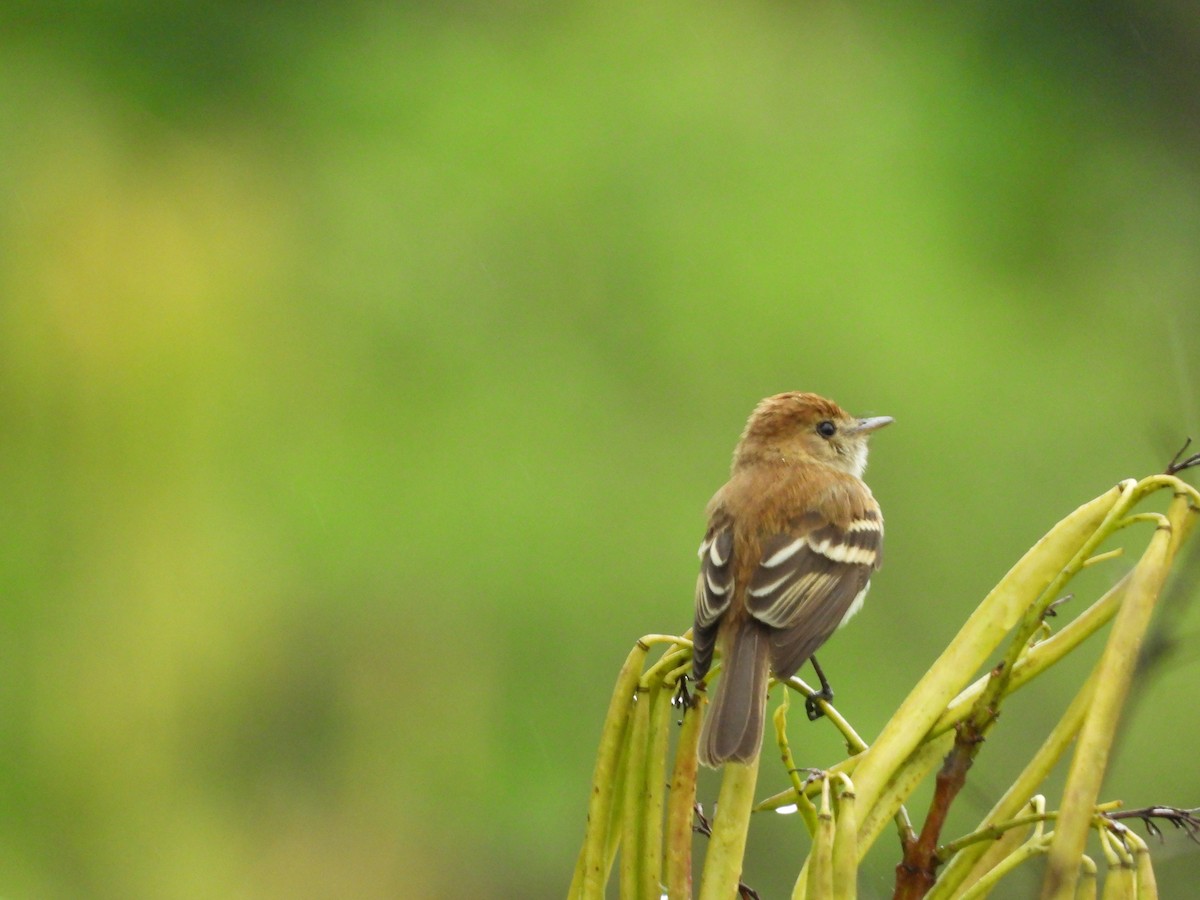 Bran-colored Flycatcher - ML627669237