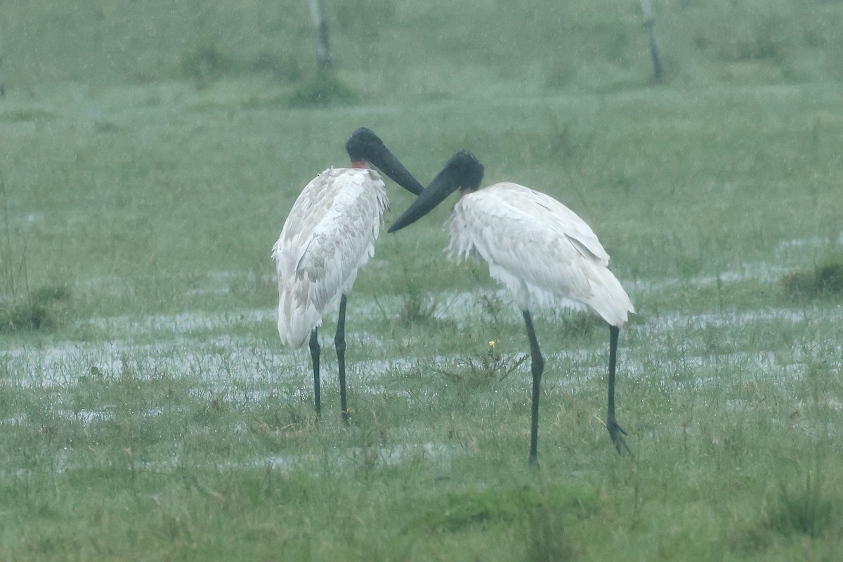 Jabiru - ML627669256