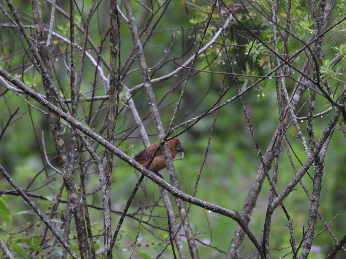 Ultramarine Grosbeak - ML627669268