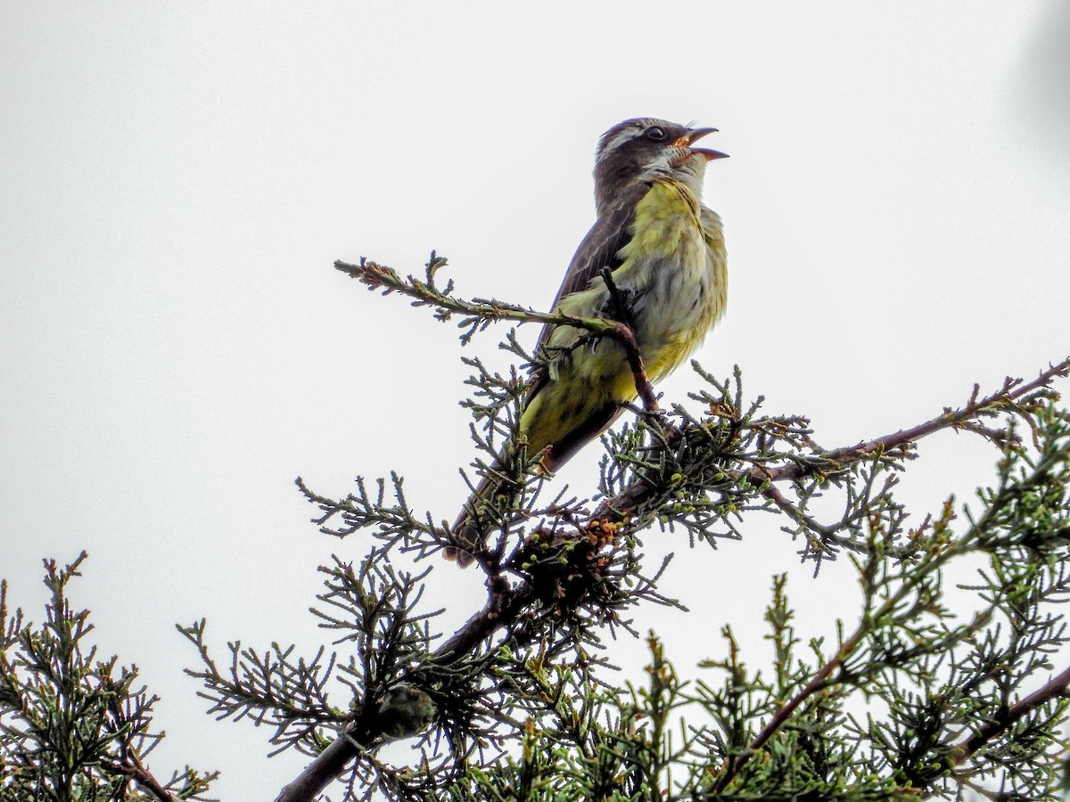 Piratic Flycatcher - ML627669277