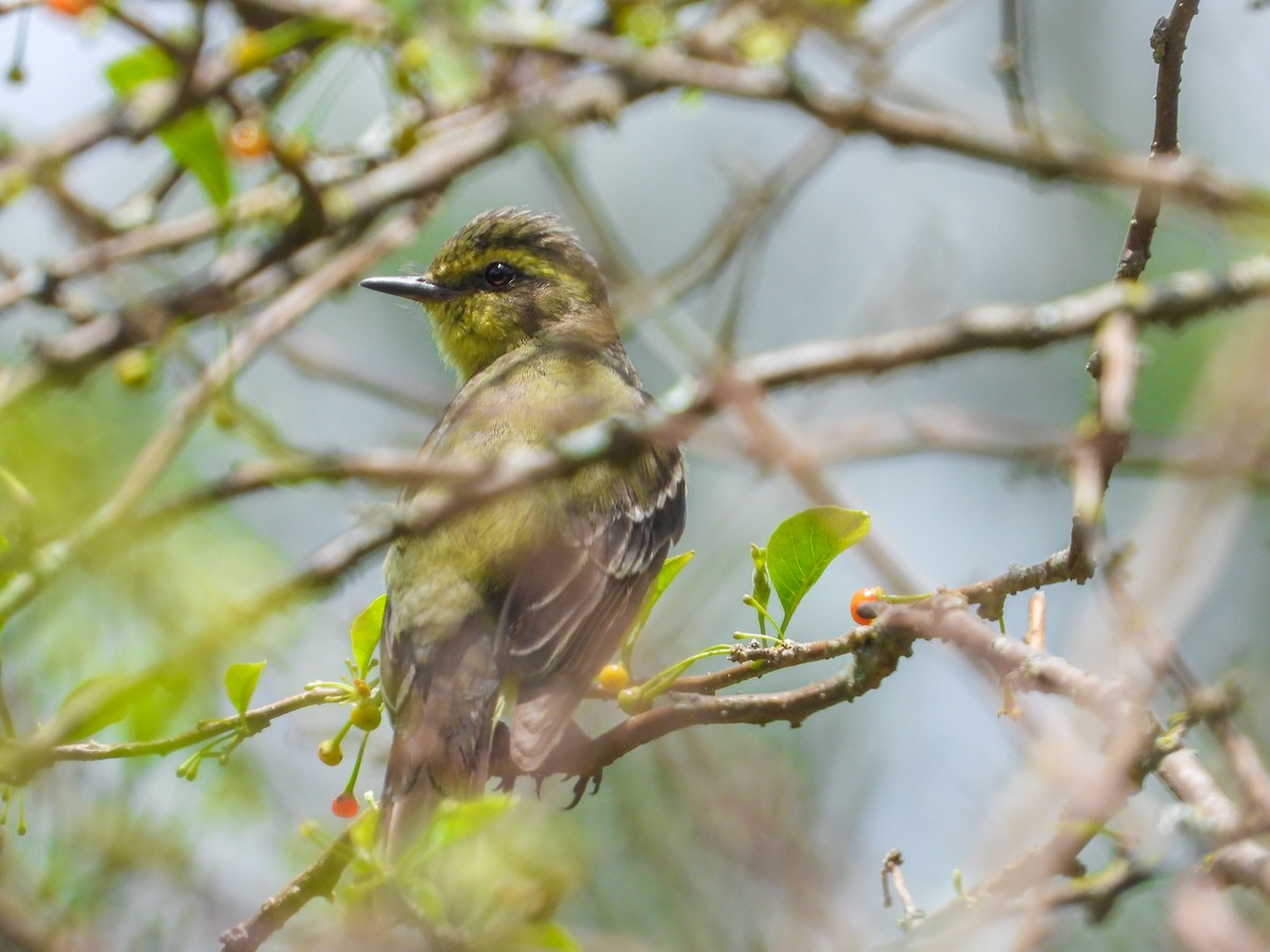 Yellow-browed Tyrant - ML627669302