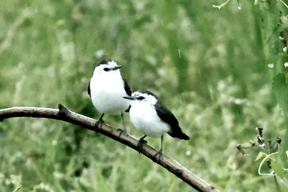 Black-backed Water-Tyrant - ML627669309