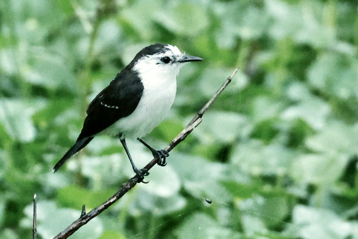 Black-backed Water-Tyrant - ML627669310