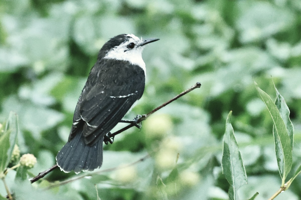 Black-backed Water-Tyrant - ML627669311